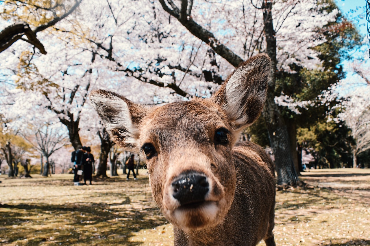 Quels sont les meilleurs endroits à découvrir à Nara lors d’un voyage au Japon ?